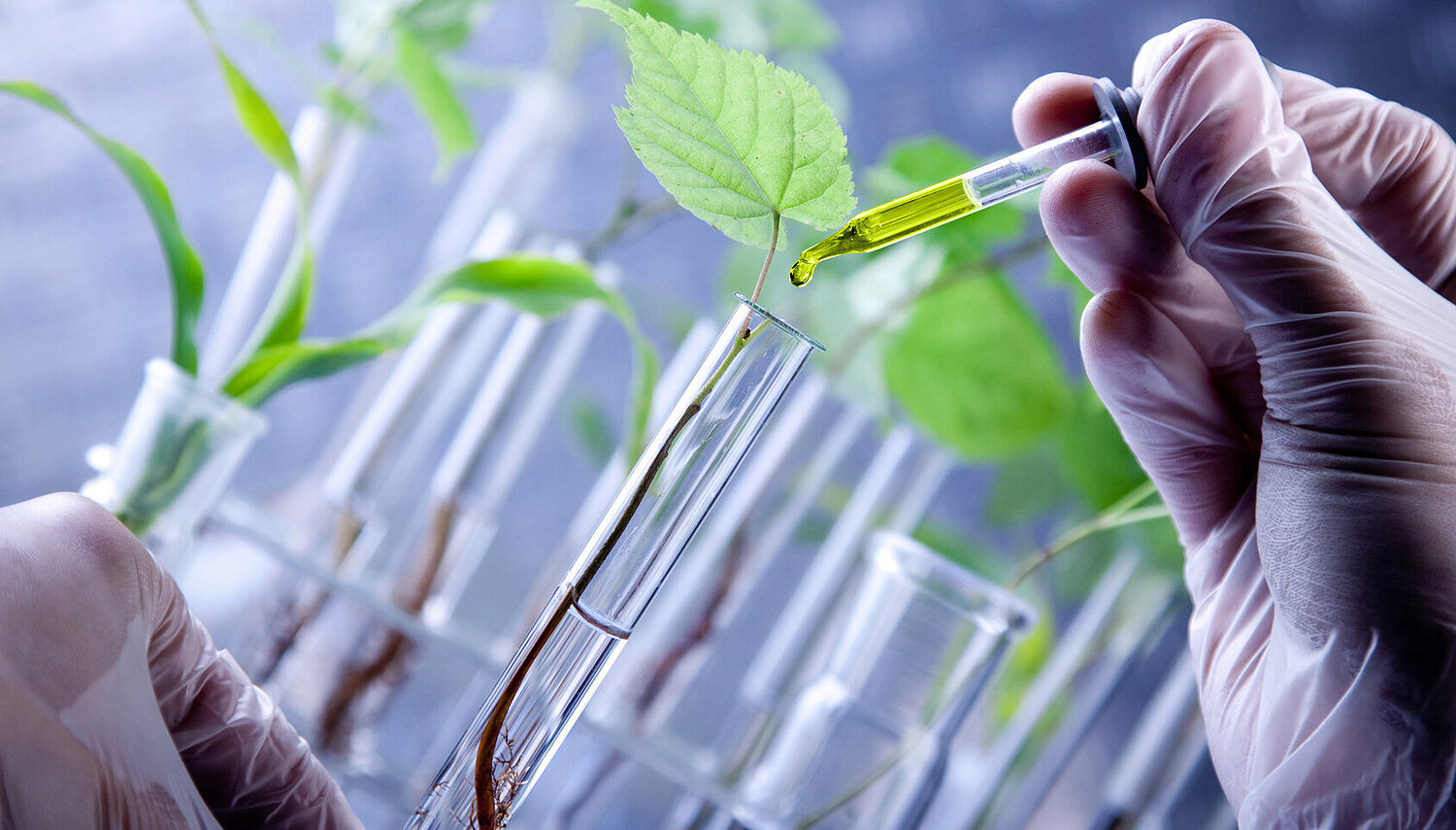 Foto Pipette mit Glasröhrchen und Pflanze